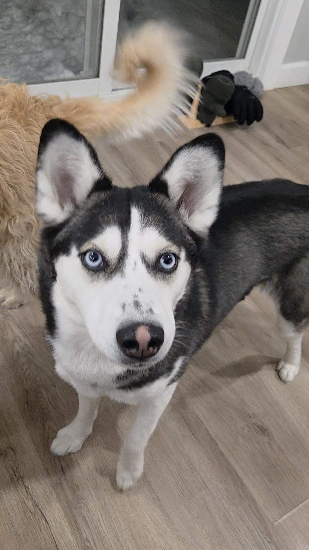 Ruby, Adoptable, Adult Female Siberian Husky.