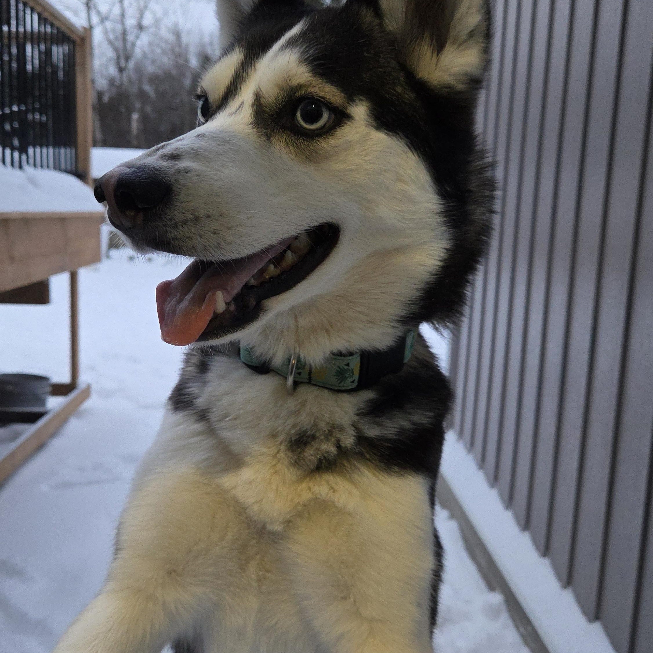 Ruby, a Adoptable mixed breed in Oshawa, ON image 3/4