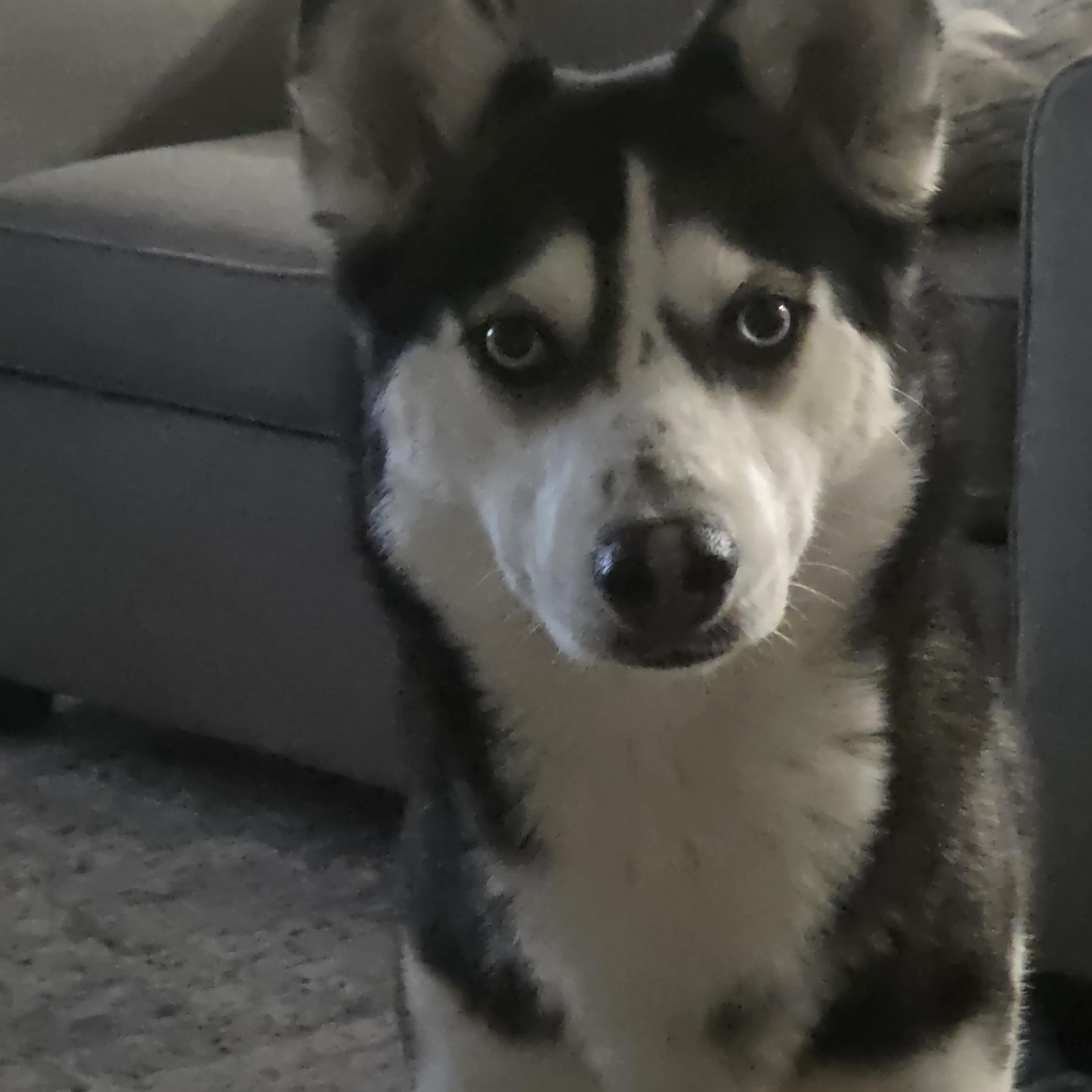 Ruby, a Adoptable mixed breed in Oshawa, ON image 2/4