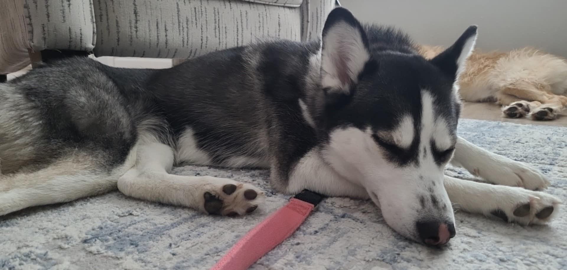 Ruby, Adoptable, Adult Female Siberian Husky.