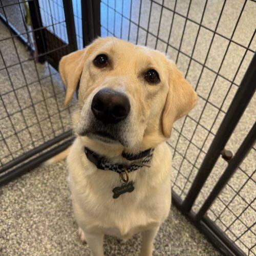 Barley, Adoptable, Young Male Labrador Retriever.