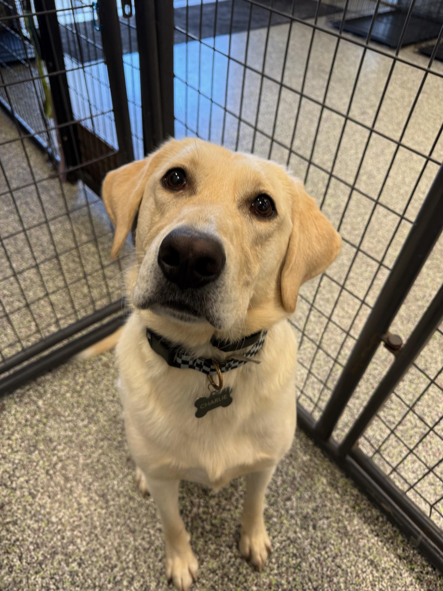 Enlarge Barley, a Adoptable Labrador Retriever in Vancouver, WA image 2/3