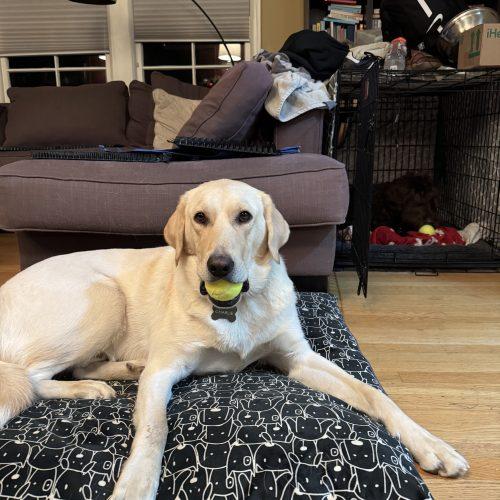 Enlarge Barley, a Adoptable Labrador Retriever in Vancouver, WA image 3/3