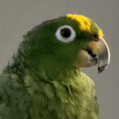 Enlarge Slushy, a Adoptable Amazon in Waldorf, MD image 1/3