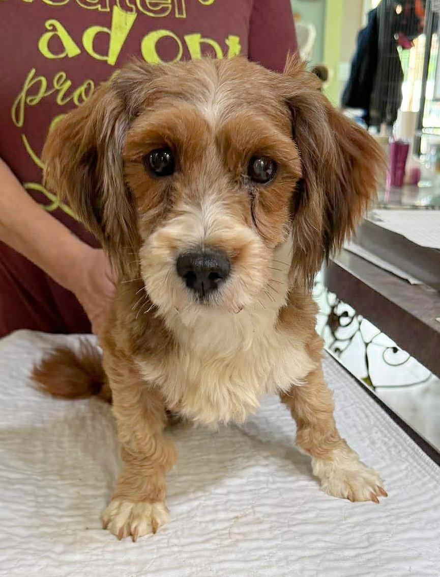 Big Horn (NOT YET AVAILABLE), Adoptable, Adult Male Havanese.