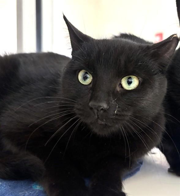 SKY DANCER, Adoptable, Young Female Domestic Short Hair.