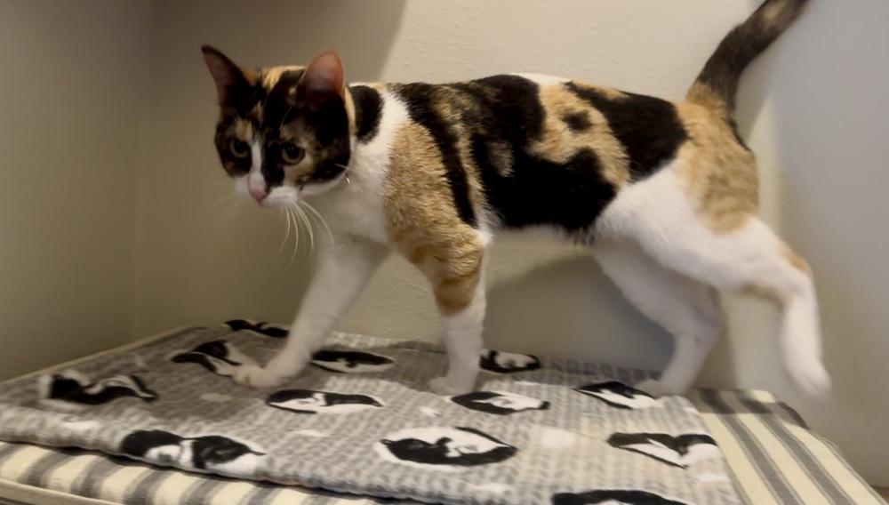 Emmi — thumbnail 3