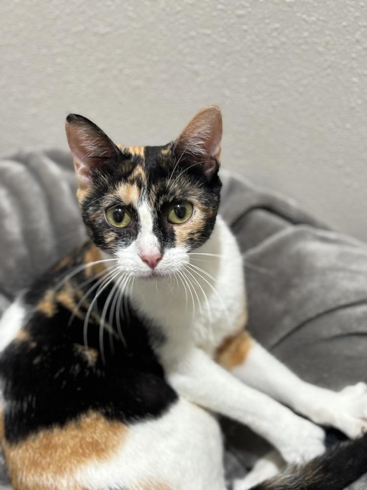 Emmi — thumbnail 4