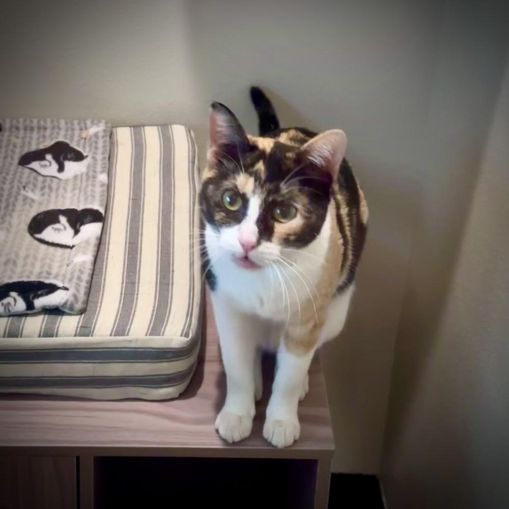 Emmi — thumbnail 6