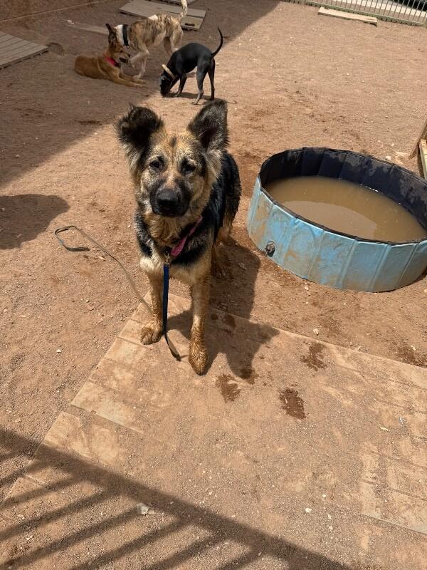 Belle, Adoptable, Adult Female German Shepherd Dog.