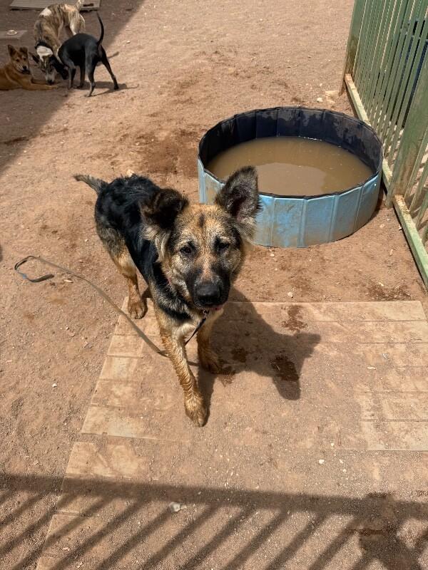 Enlarge Belle, a Adoptable German Shepherd Dog in Hobbs, NM image 2/6