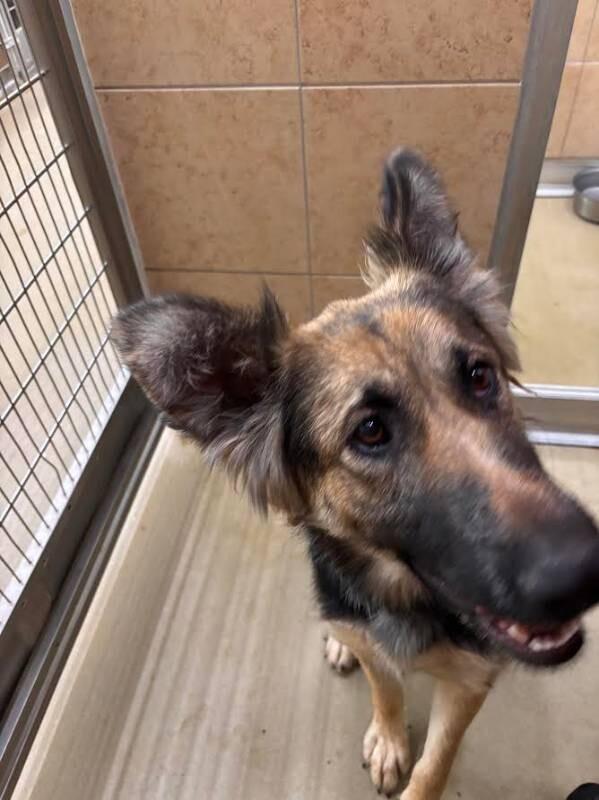 Enlarge Belle, a Adoptable German Shepherd Dog in Hobbs, NM image 3/6