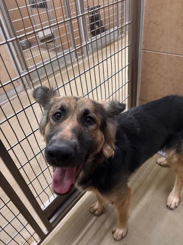 Enlarge Belle, a Adoptable German Shepherd Dog in Hobbs, NM image 5/6