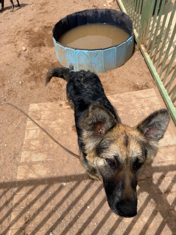 Enlarge Belle, a Adoptable German Shepherd Dog in Hobbs, NM image 6/6