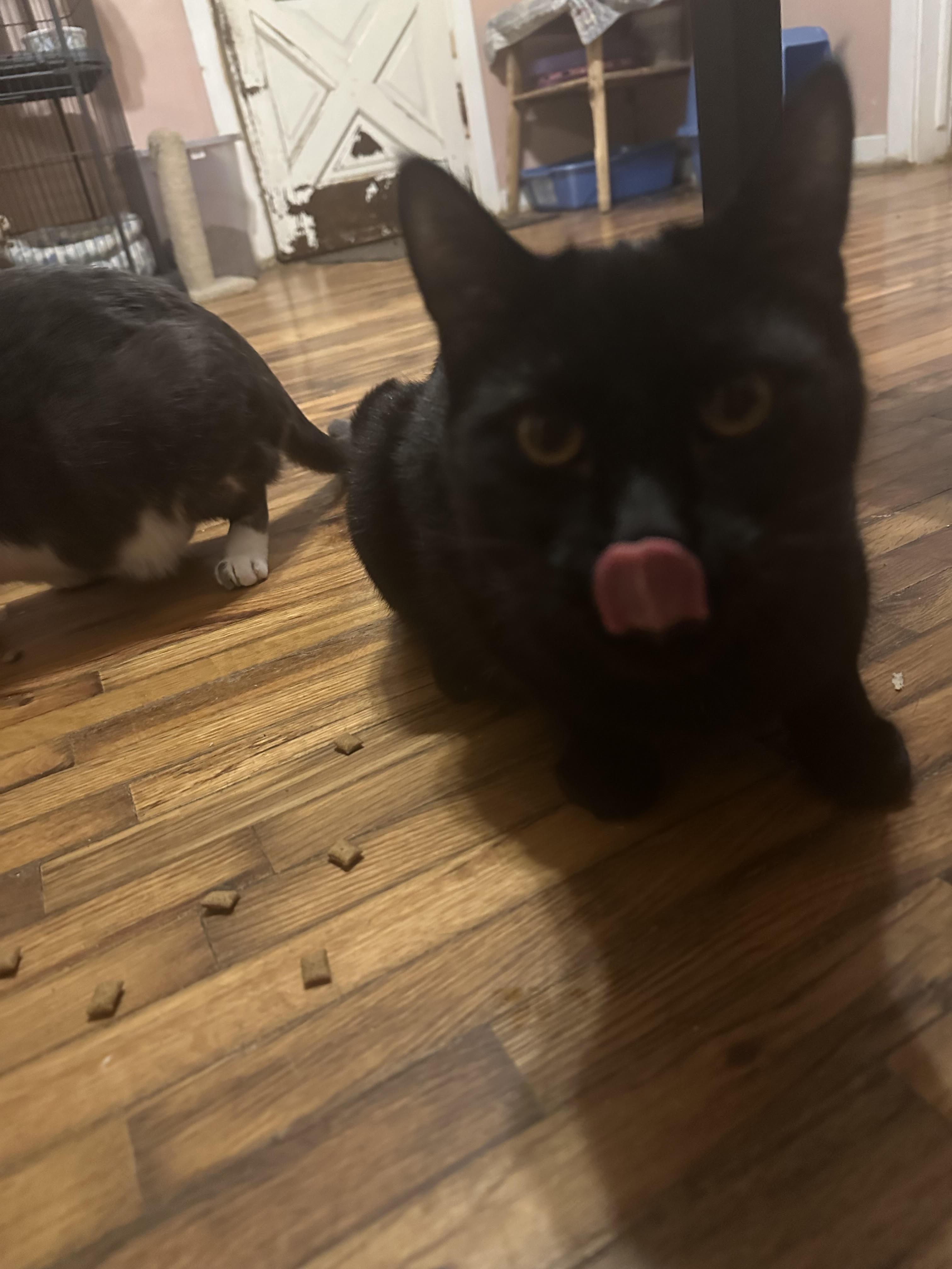 Shadow, a Adoptable Domestic Short Hair in Howell, MI image 1/3