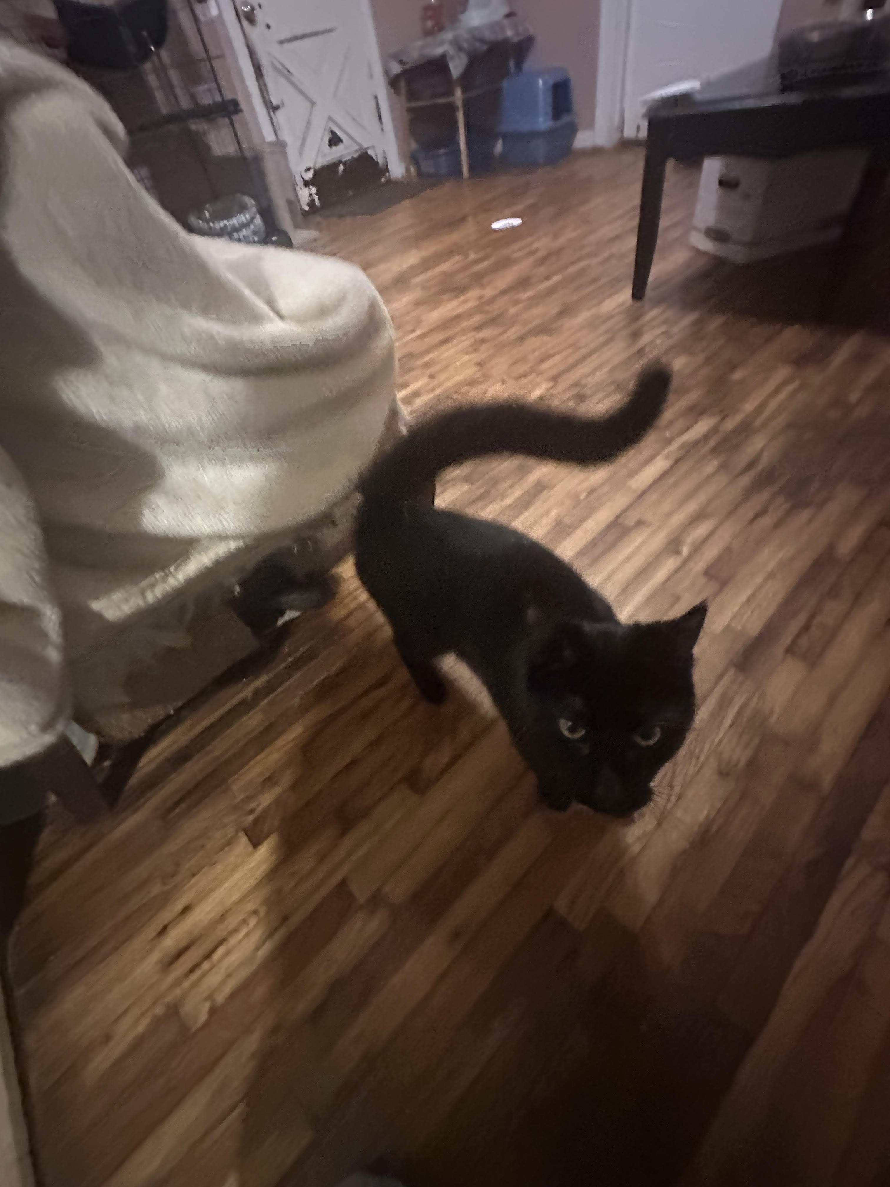 Shadow, a Adoptable Domestic Short Hair in Howell, MI image 2/3