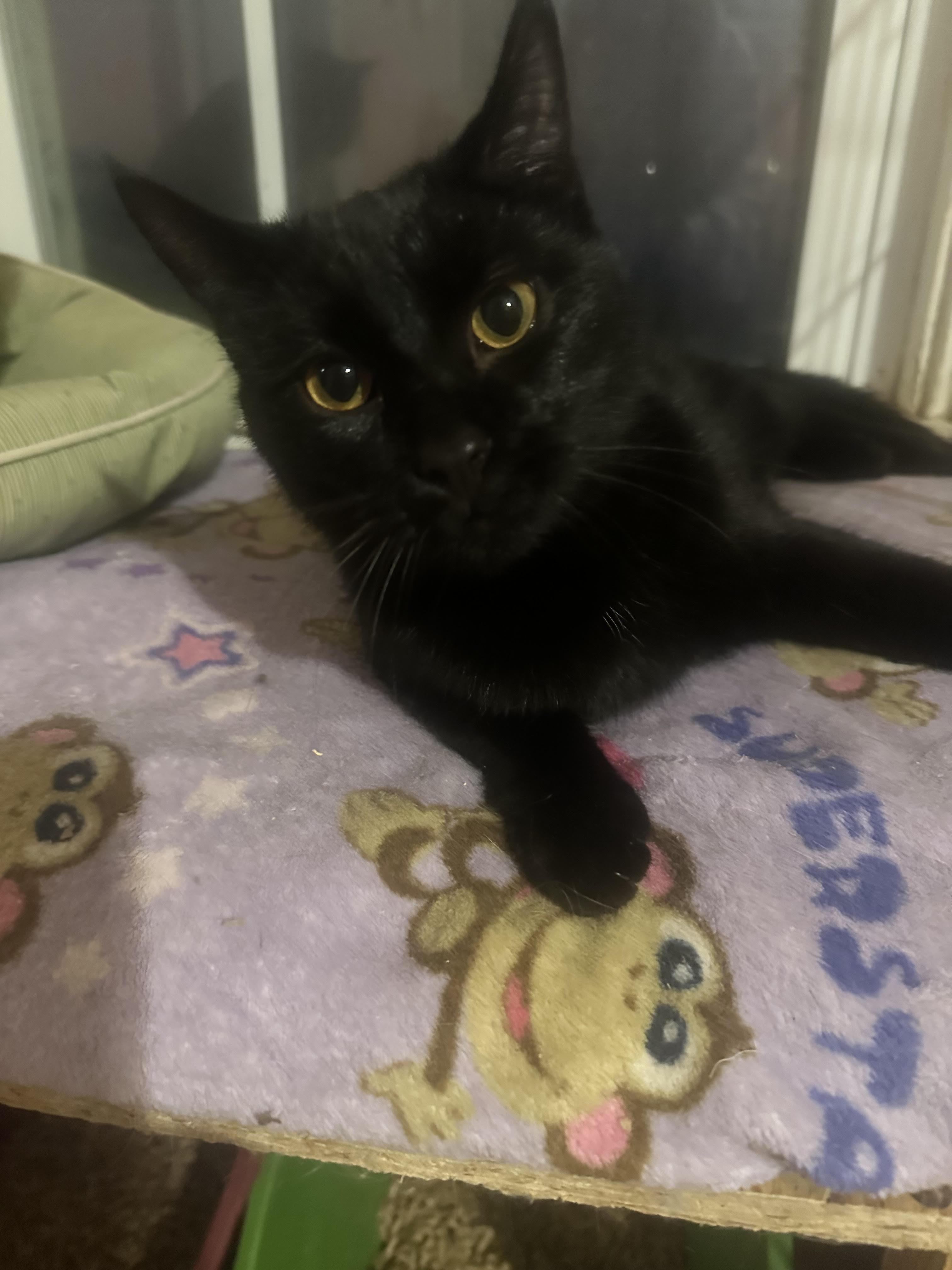 Shadow, a Adoptable Domestic Short Hair in Howell, MI image 3/3