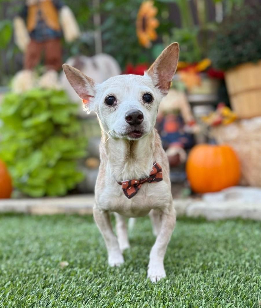 Enlarge Geezer, a Adoptable mixed breed in Southport, CT image 6/6