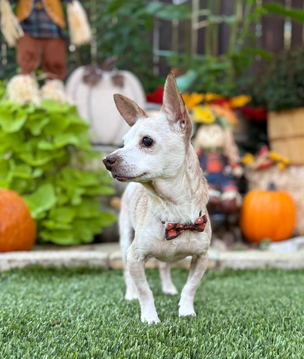Geezer, Adoptable, Senior Male Chihuahua.