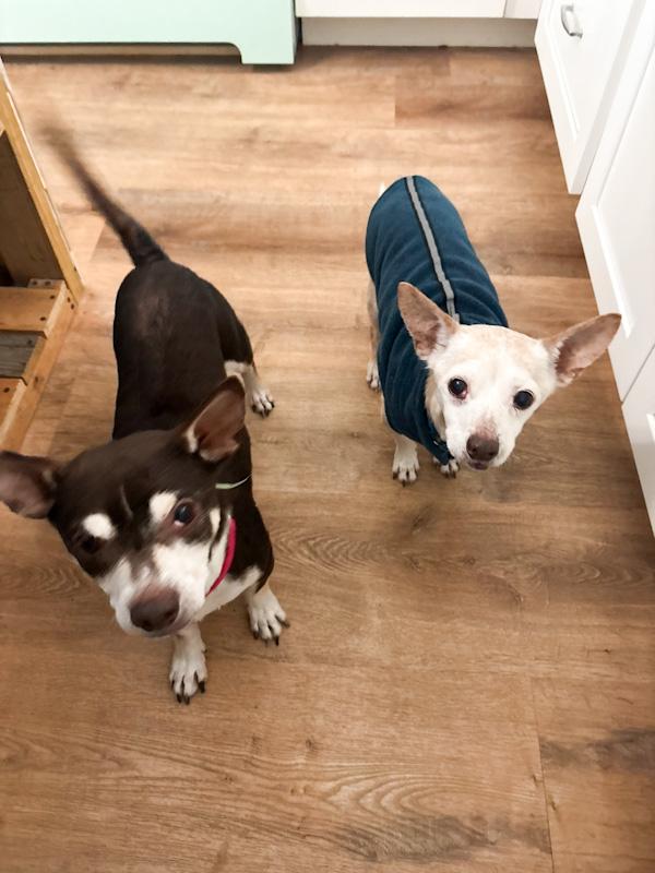 Enlarge Geezer, a Adoptable mixed breed in Southport, CT image 3/6