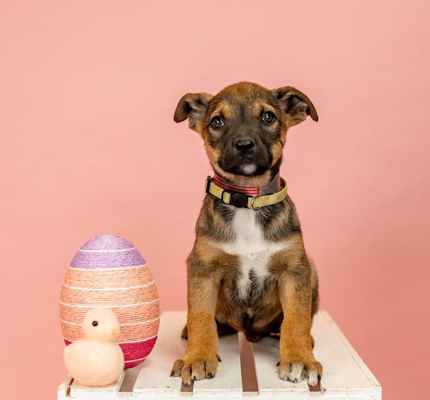 222-26, ADOPTABLE, Young Female Shepherd.