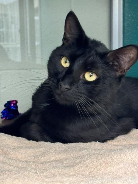 TOJI, Adoptable, Adult Male Domestic Short Hair.