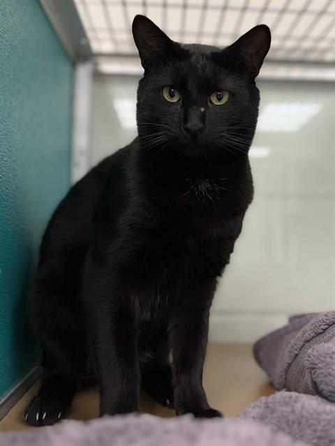 TOJI, Adoptable, Adult Male Domestic Short Hair.