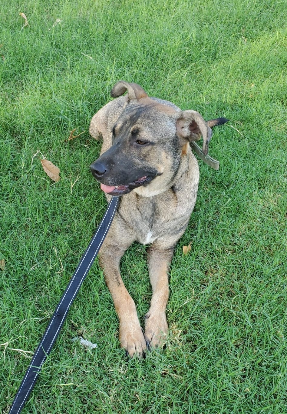 Tyson, a Adoptable mixed breed in Palm Desert, CA image 3/5