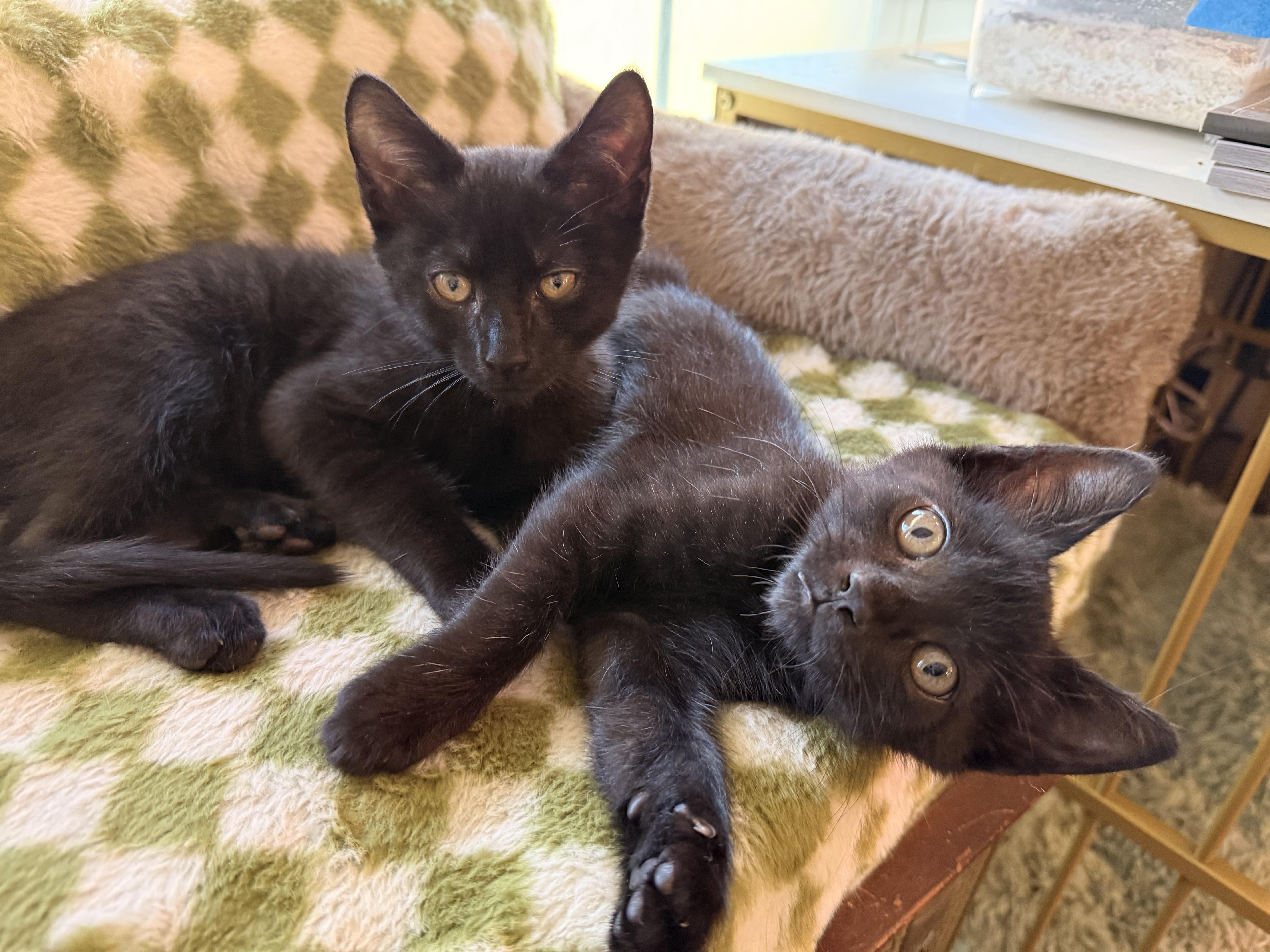 Cassian and Azriel, adopted, Kitten Male Domestic Short Hair.