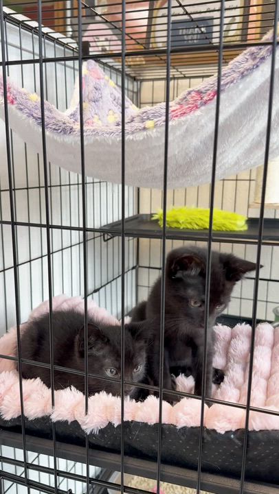 Enlarge Cassian and Azriel, an adopted Domestic Short Hair in The Dalles, OR video 2/3