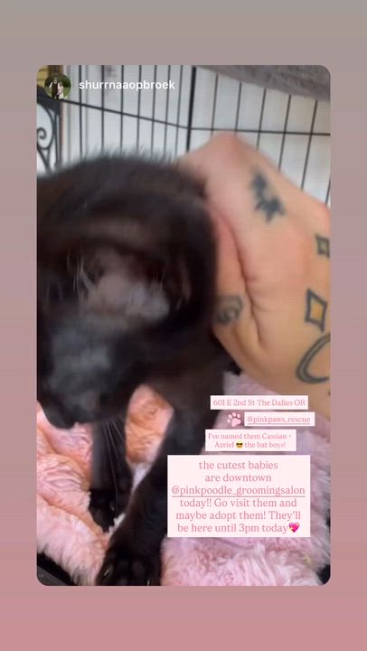 Enlarge Cassian and Azriel, an adopted Domestic Short Hair in The Dalles, OR video 3/3