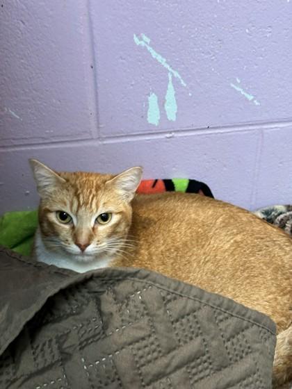 Nokk — thumbnail 2