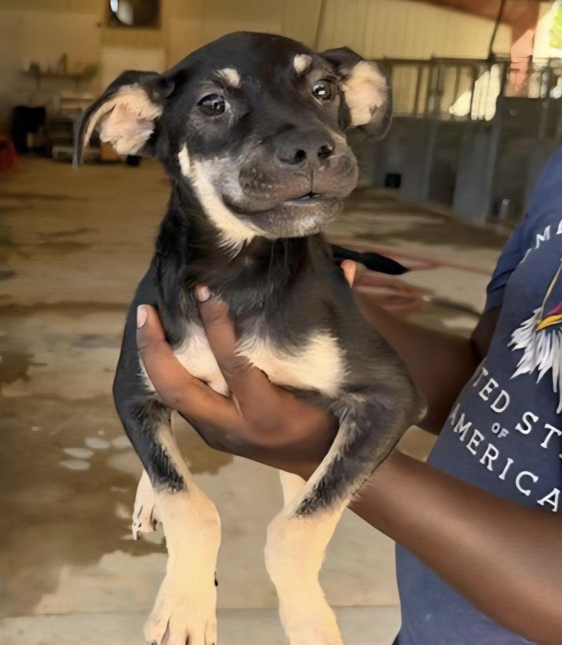 Enlarge Abercrombie, a Adoptable mixed breed in silver spring, MD image 1/1