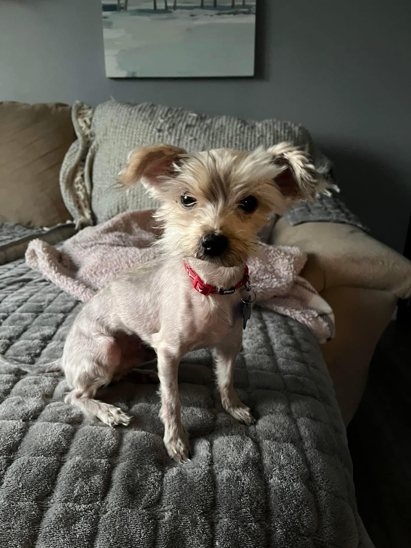 Chief, adopted, Adult Male Yorkshire Terrier.