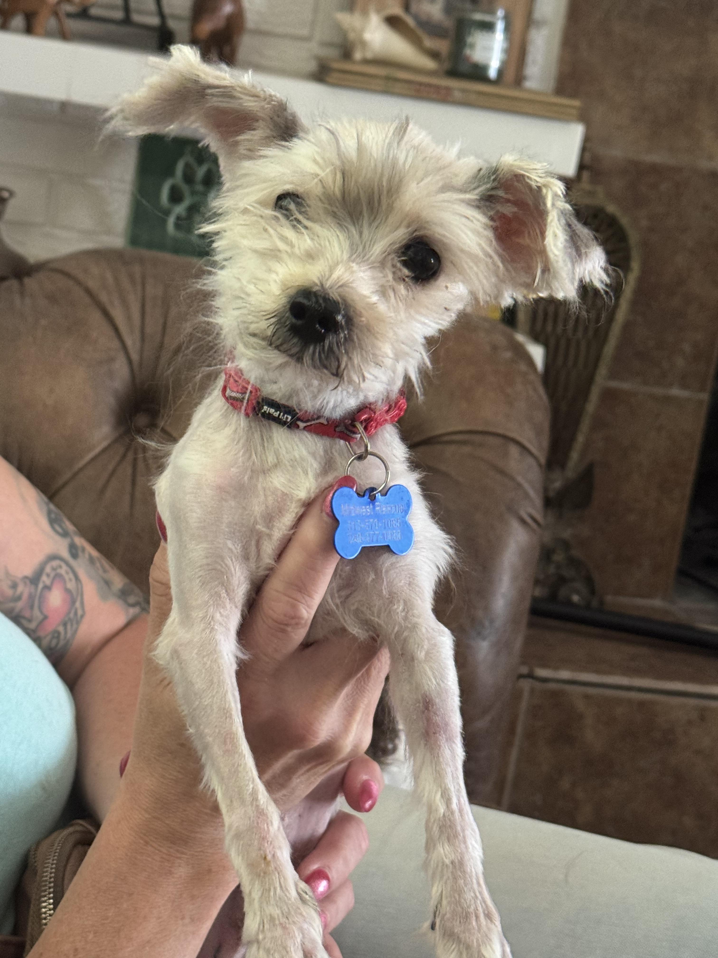 Enlarge Chief, an adopted Yorkshire Terrier in Grosse Pointe Park, MI image 2/2