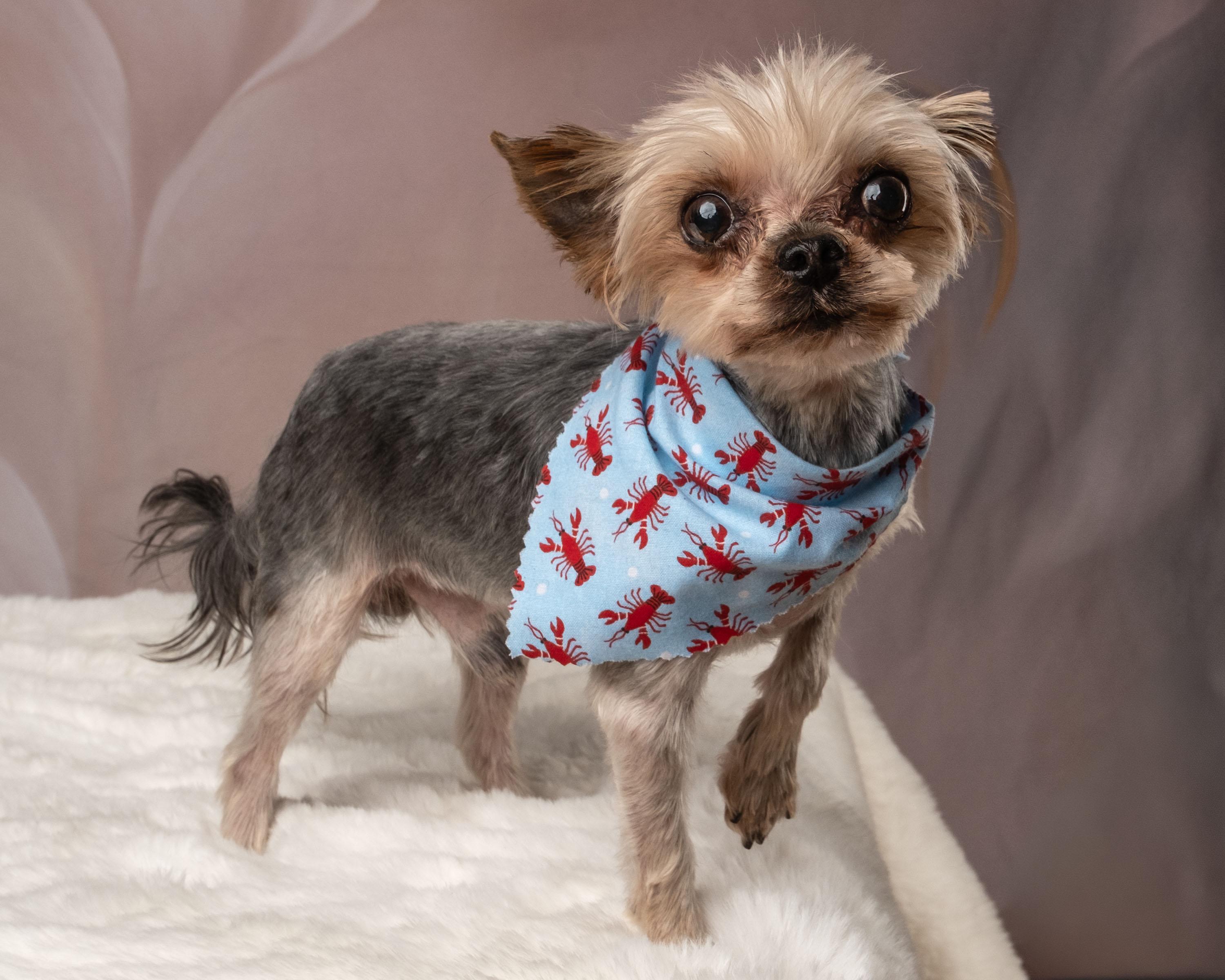 Hammy, adopted, Adult Male Yorkshire Terrier.