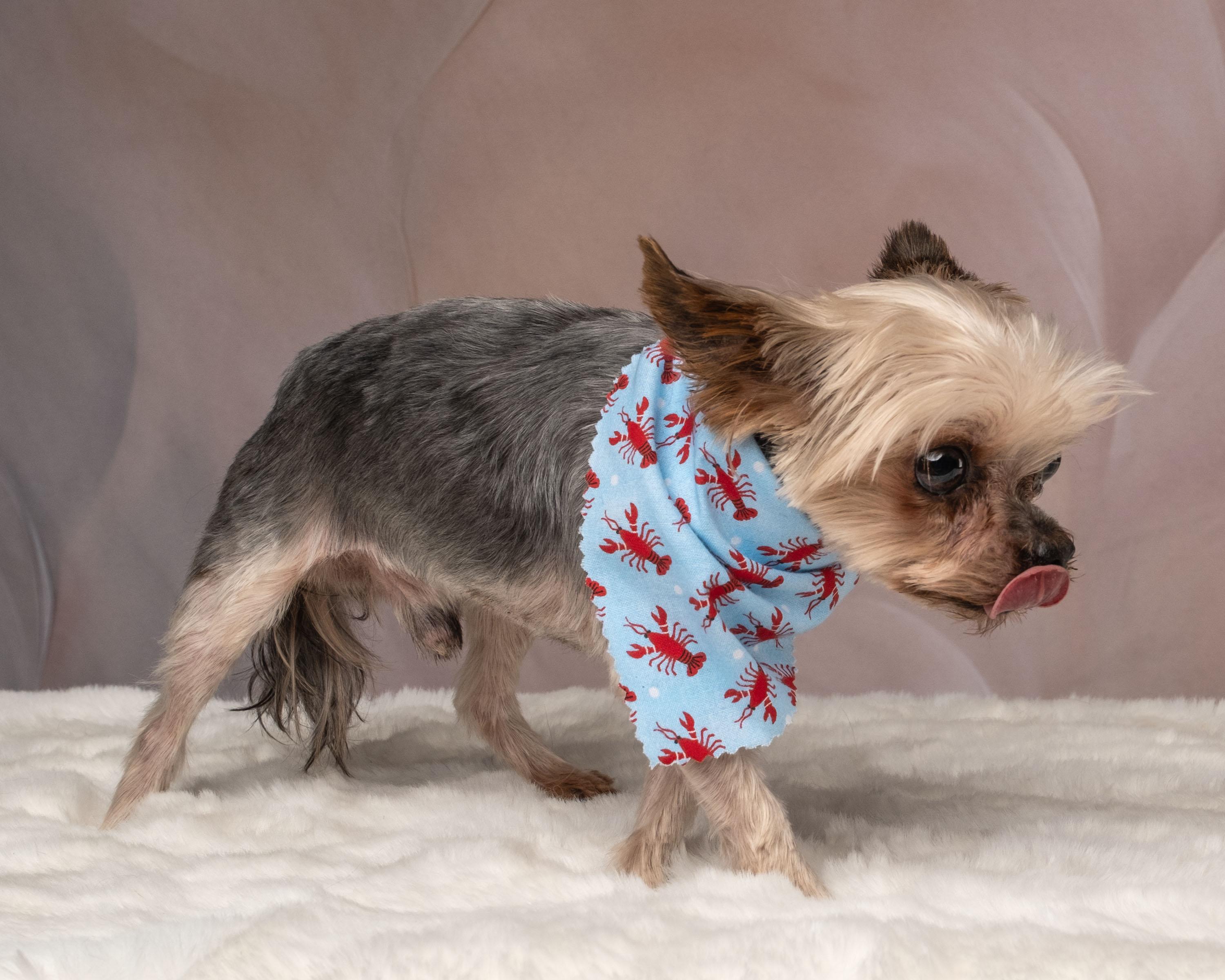Hammy, an adopted Yorkshire Terrier in Aiken, SC image 4/6