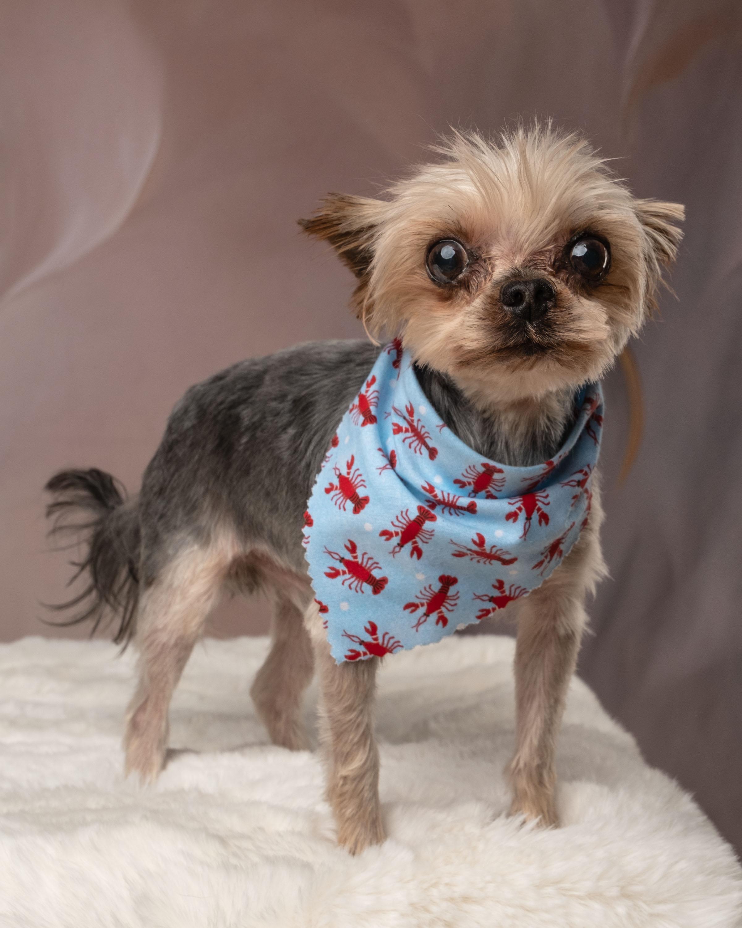Hammy, an adopted Yorkshire Terrier in Aiken, SC image 2/6
