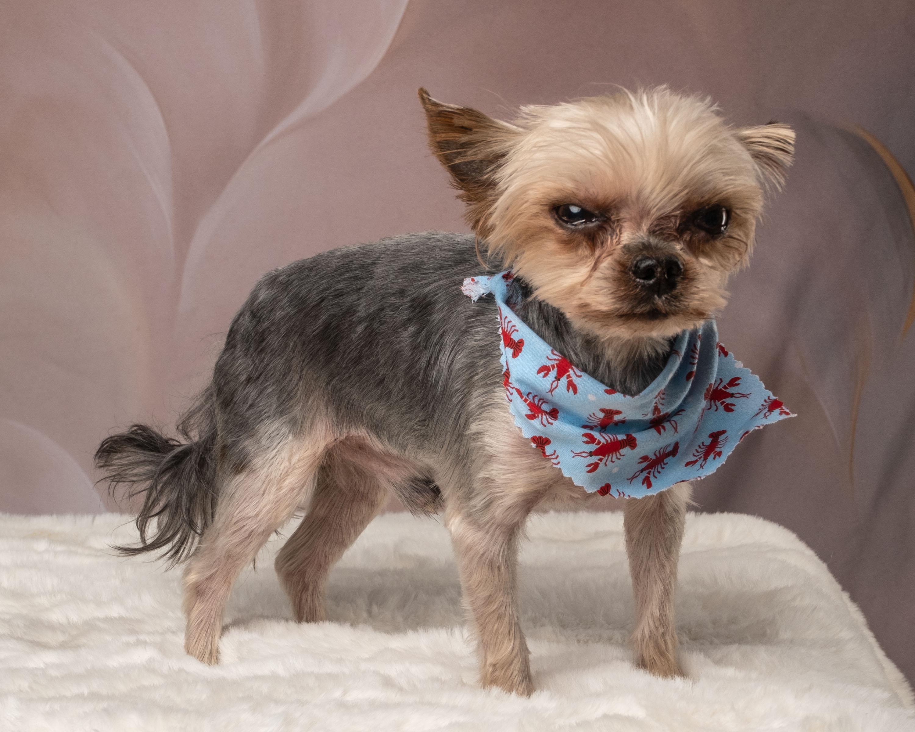 Hammy, an adopted Yorkshire Terrier in Aiken, SC image 3/6