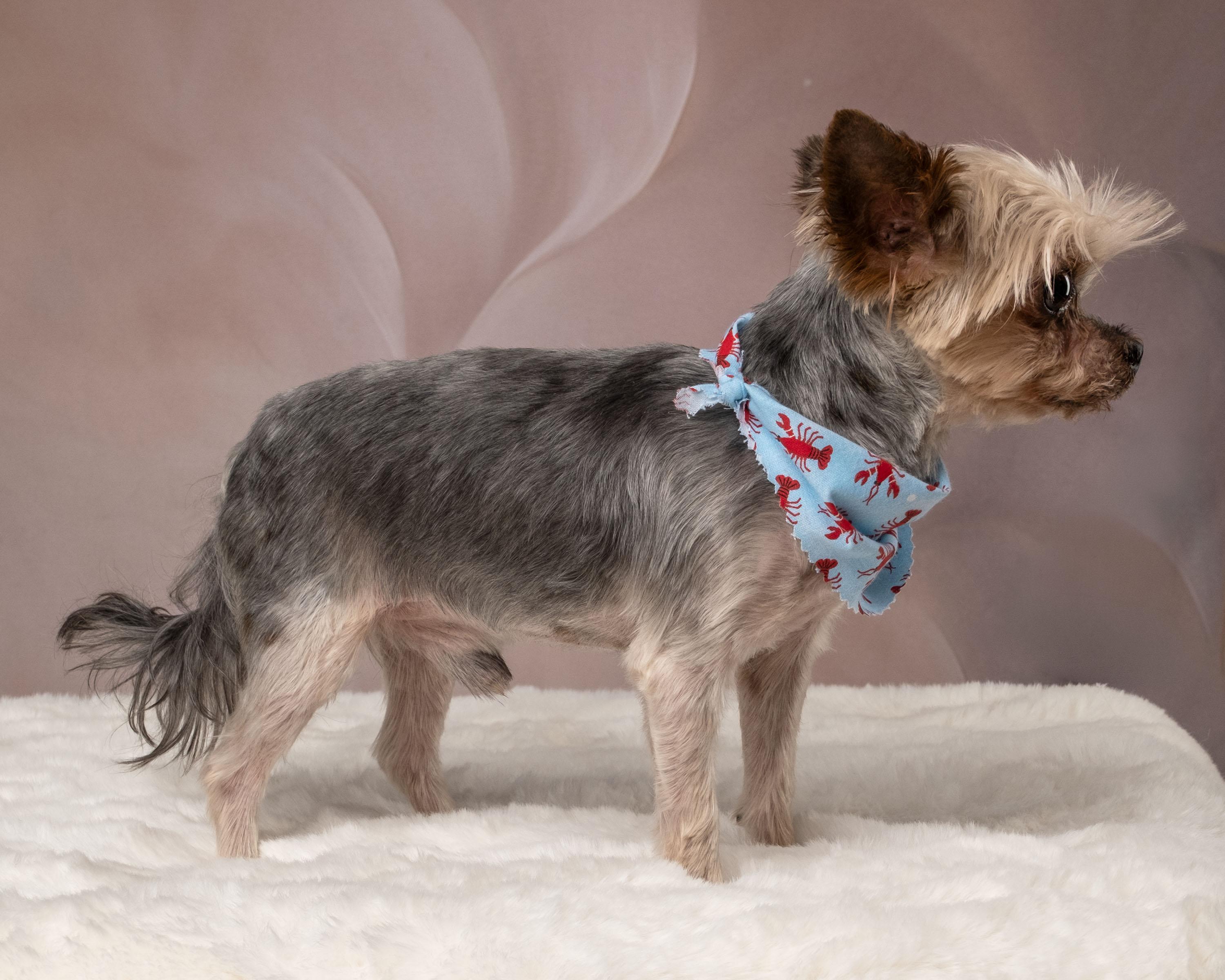 Hammy, an adopted Yorkshire Terrier in Aiken, SC image 6/6