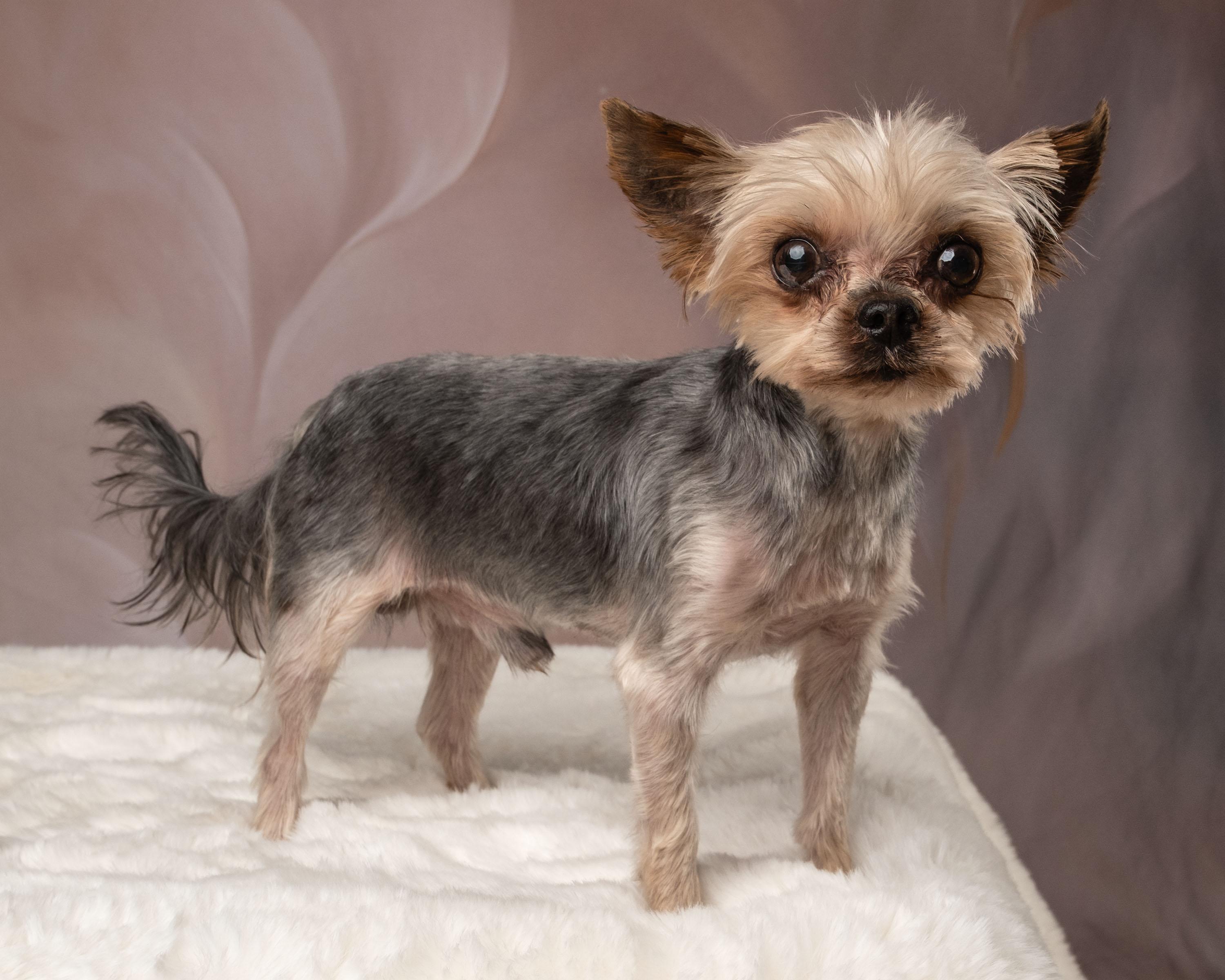 Hammy, an adopted Yorkshire Terrier in Aiken, SC image 5/6