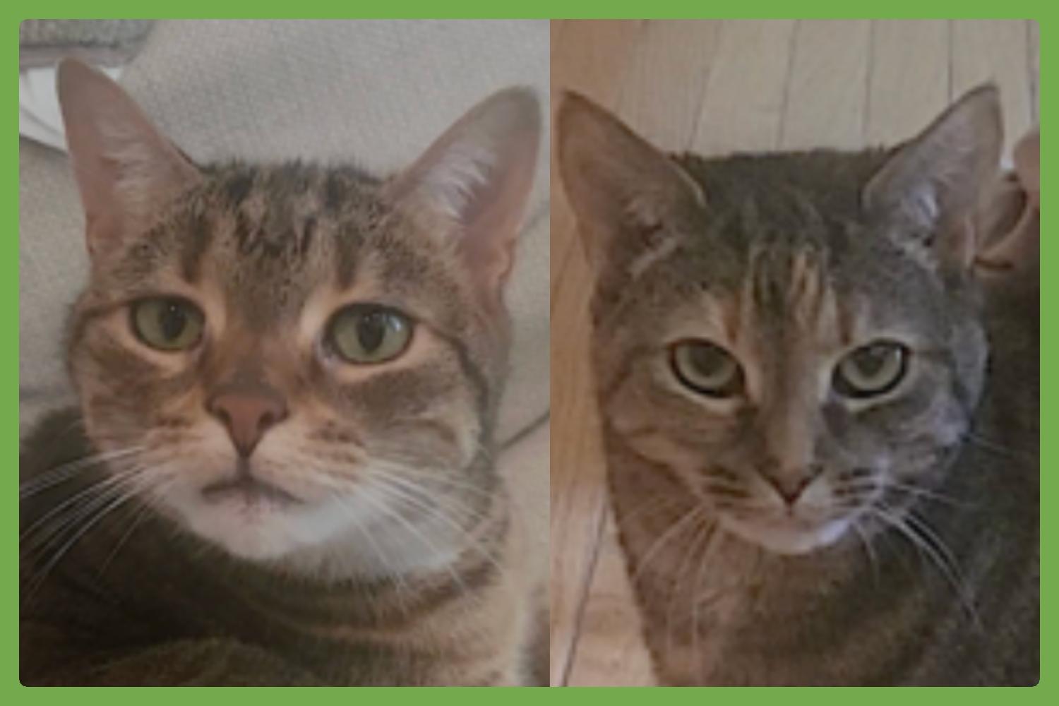 Avery and Lexi — thumbnail 2