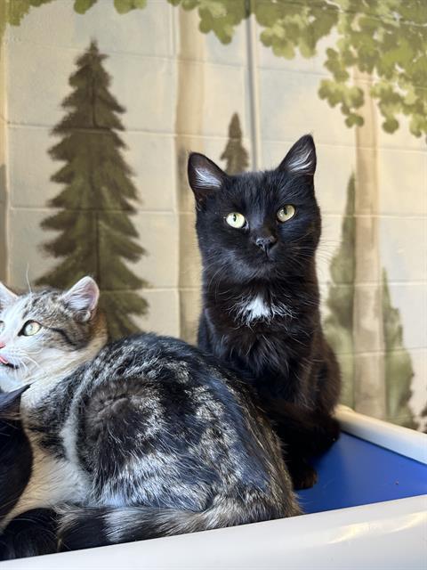 FRANN, Adoptable, Young Female Domestic Short Hair.