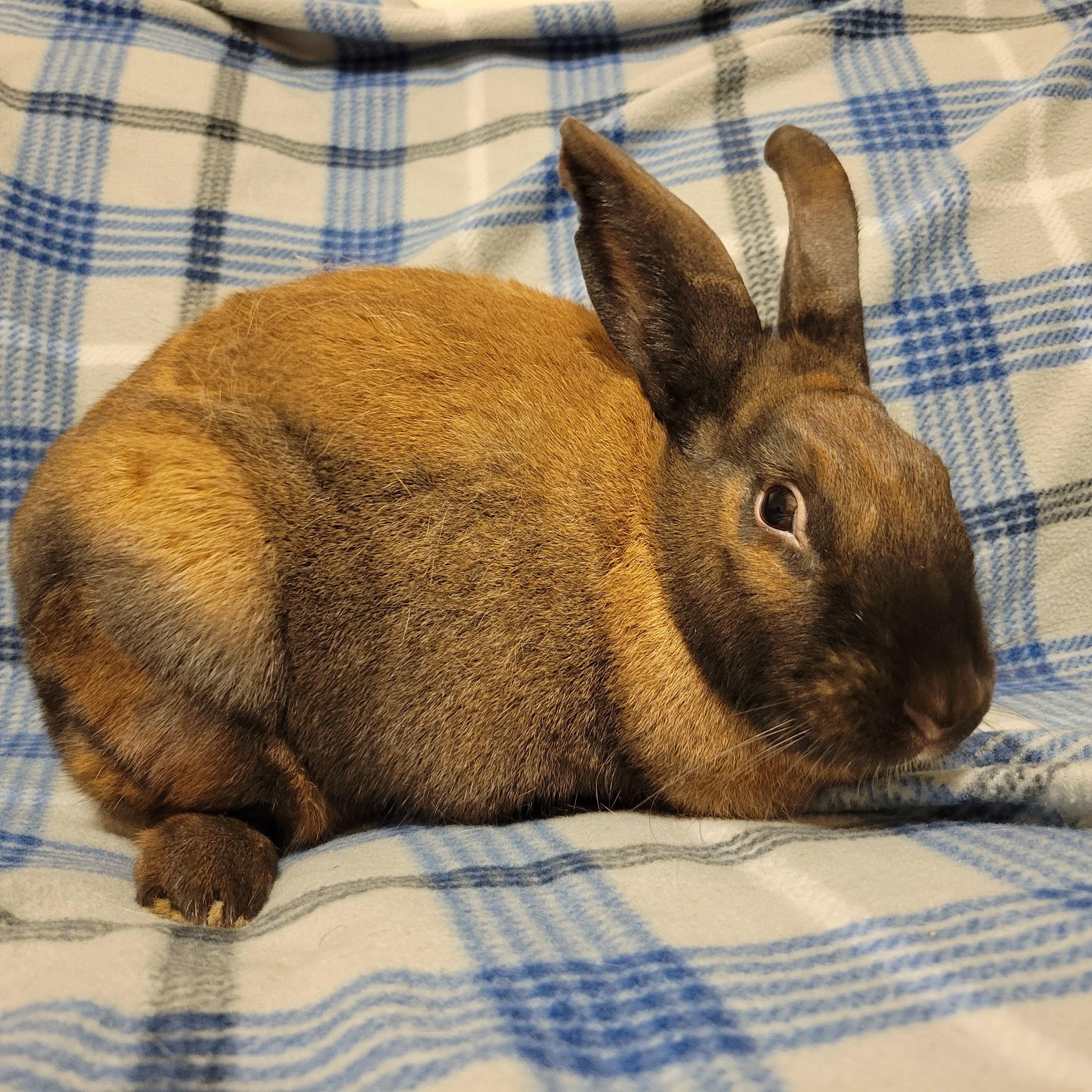 Enlarge Roo, a Adoptable Cinnamon in Ames, IA image 1/4