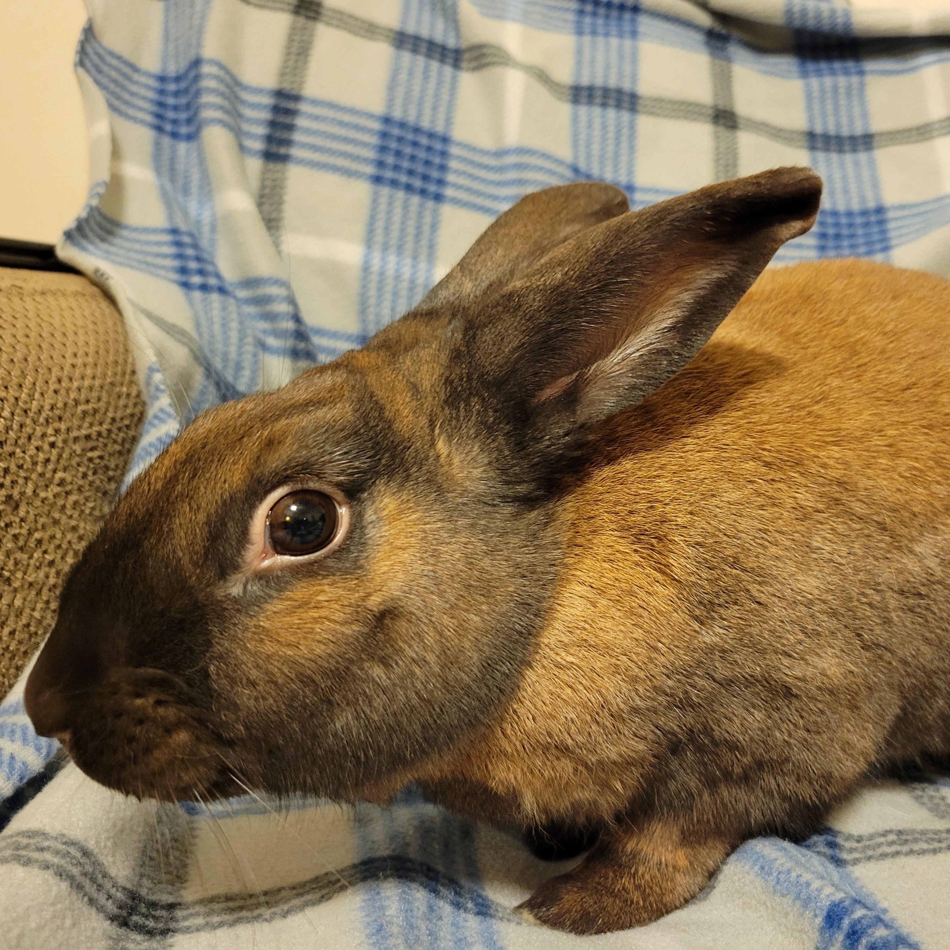 Enlarge Roo, a Adoptable Cinnamon in Ames, IA image 3/4