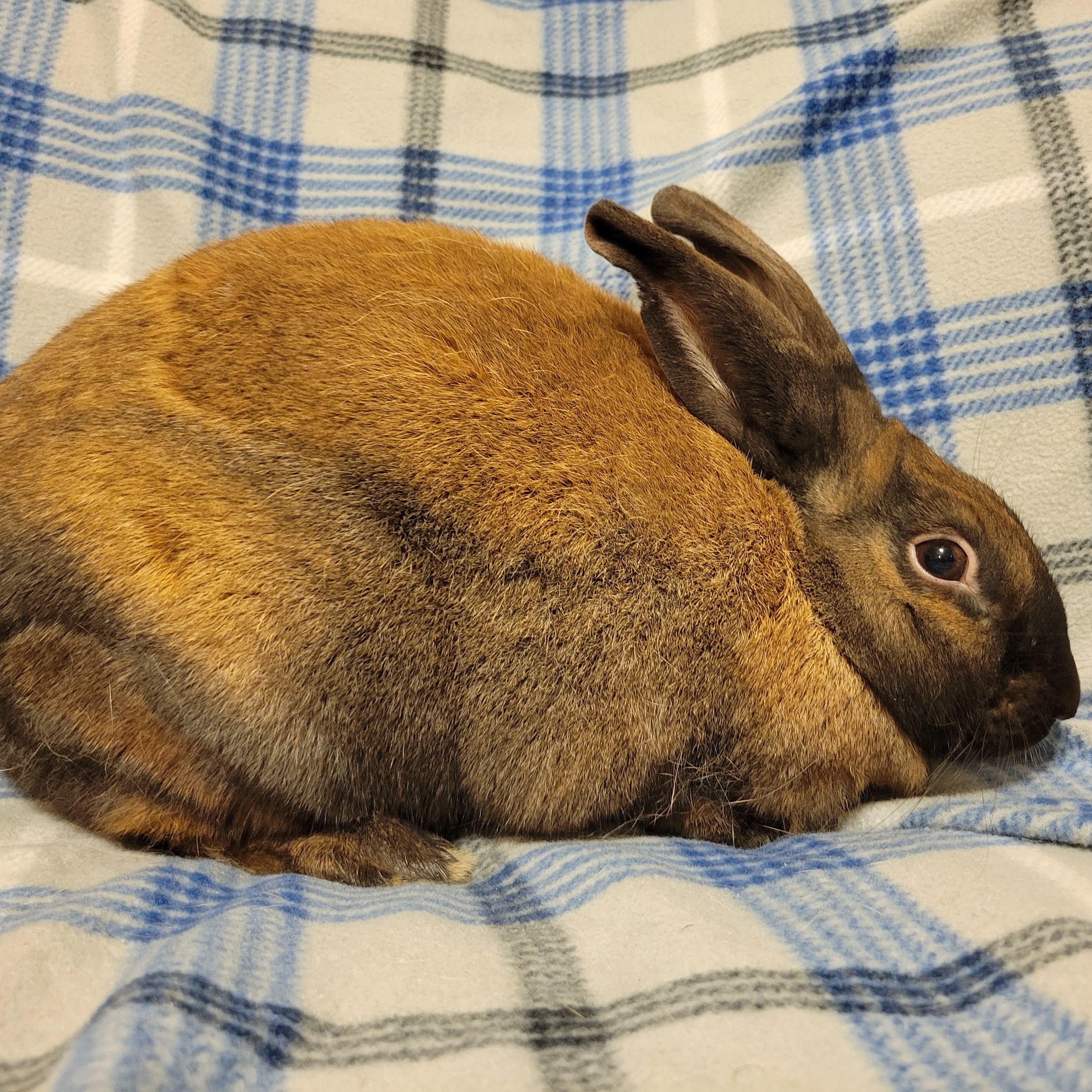 Enlarge Roo, a Adoptable Cinnamon in Ames, IA image 2/4