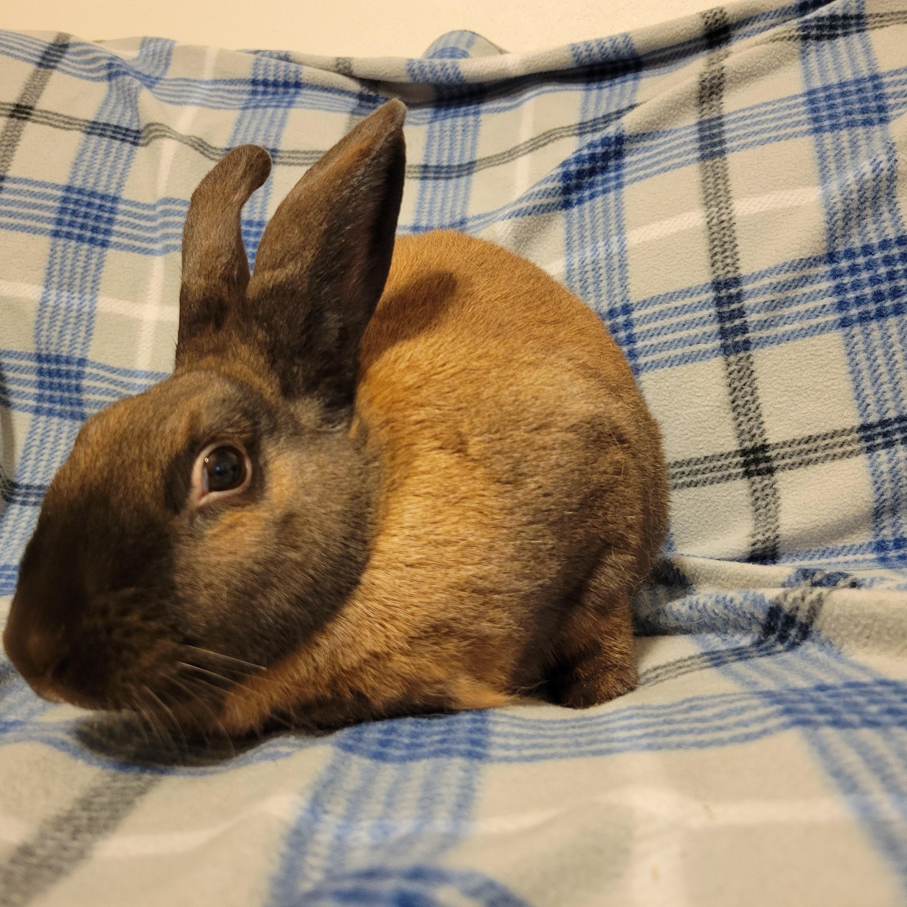 Enlarge Roo, a Adoptable Cinnamon in Ames, IA image 4/4