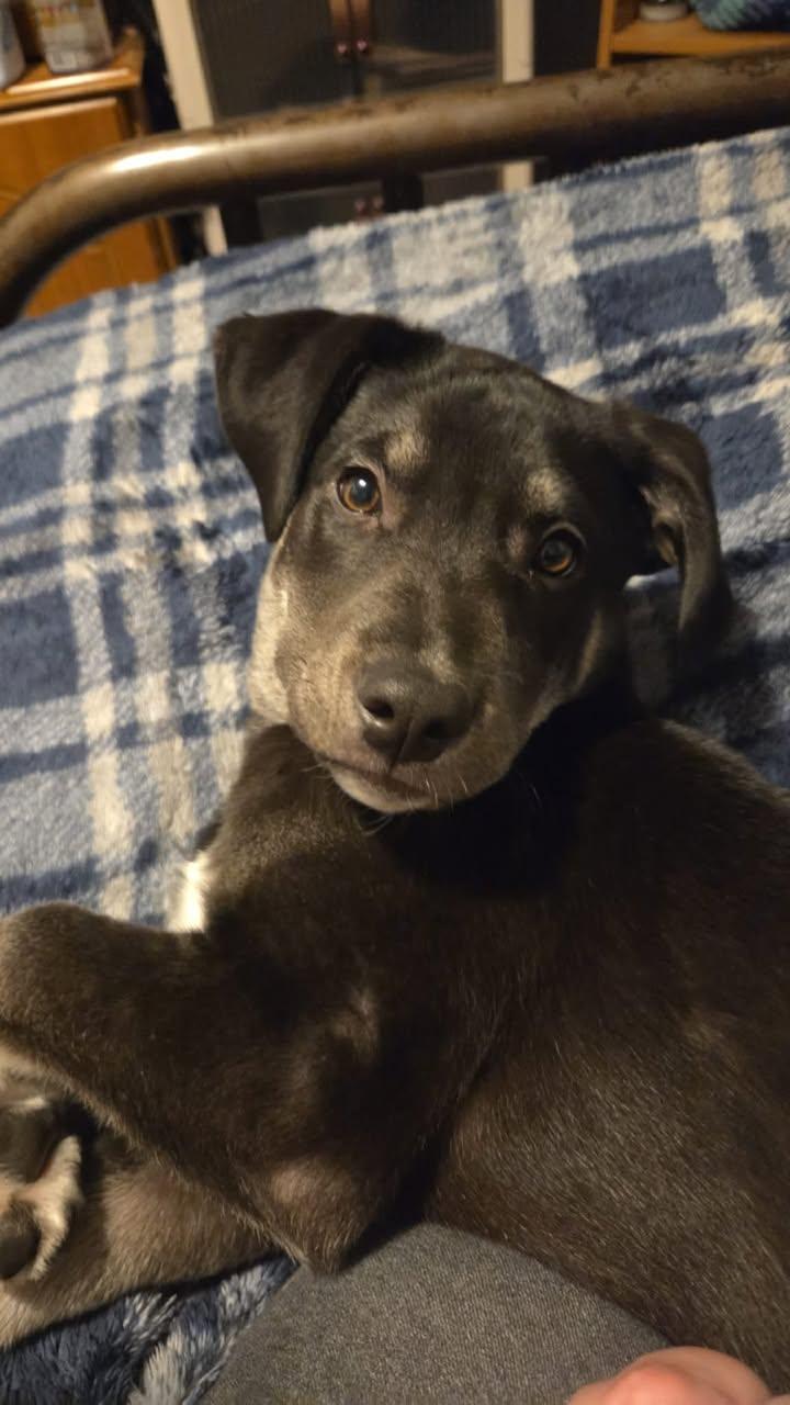 Andre, ADOPTABLE, Young Male Husky.
