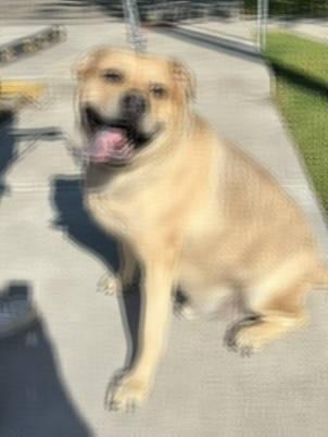 Joji, a ADOPTABLE mixed breed in Radford, VA image 4/5