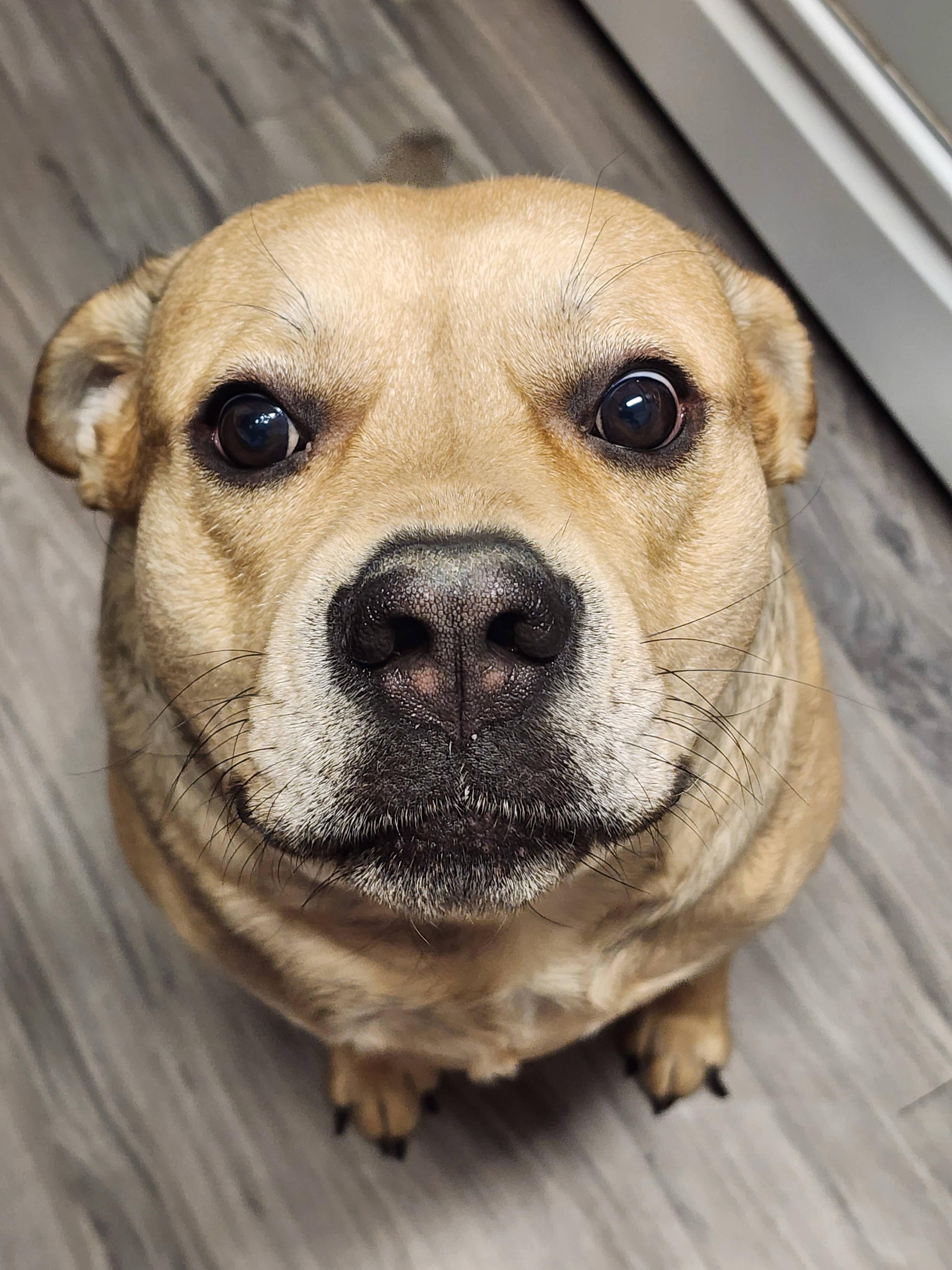 Joji, ADOPTABLE, Adult Male Yellow Labrador Retriever.